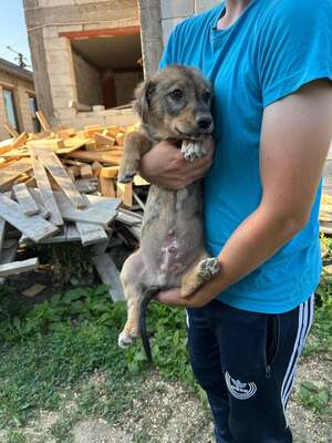 Cookie ist ein kleiner Charmeur, Mischling Welpen - Rüde