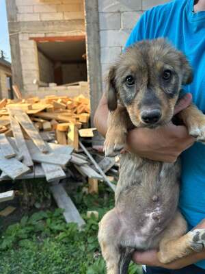 Cookie ist ein kleiner Charmeur, Mischling Welpen - Rüde