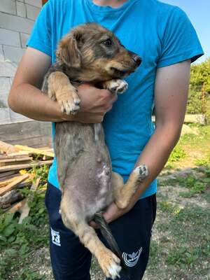 Cookie ist ein kleiner Charmeur, Mischling Welpen - Rüde