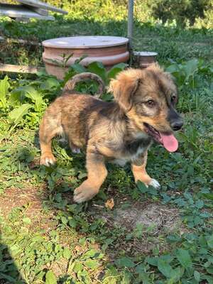 Cookie ist ein kleiner Charmeur, Mischling Welpen - Rüde