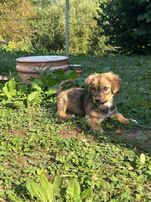 Cookie ist ein kleiner Charmeur, Mischling Welpen - Rüde