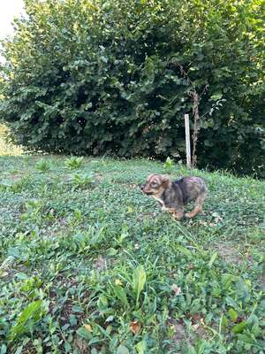 Cookie ist ein kleiner Charmeur, Mischling Welpen - Rüde