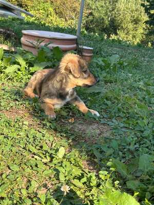 Cookie ist ein kleiner Charmeur, Mischling Welpen - Rüde