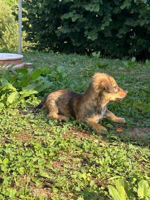 Cookie ist ein kleiner Charmeur, Mischling Welpen - Rüde