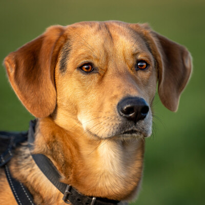 Cooper, Mischling - Rüde