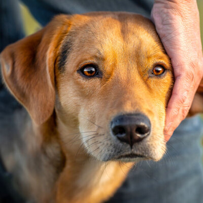 Cooper, Mischling - Rüde