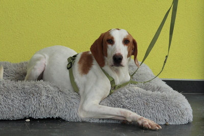 Cooper, Mischling - Rüde