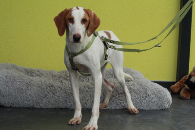 Cooper, Mischling - Rüde