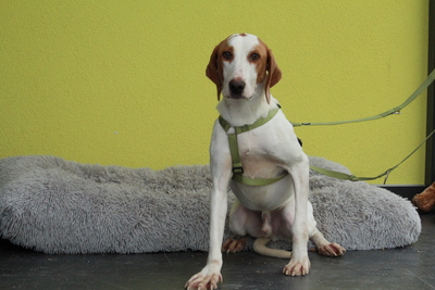 Cooper, Mischling - Rüde
