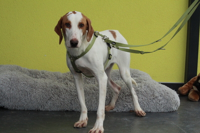 Cooper, Mischling - Rüde