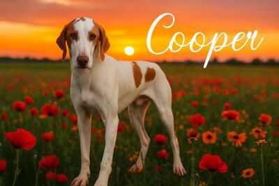 Cooper
