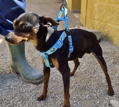 Cooper, Pinscher - Mix - Rüde