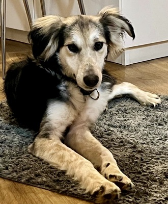 Cooper, Taigan - Mix - Rüde