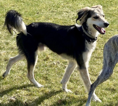 Cooper, Taigan - Mix - Rüde