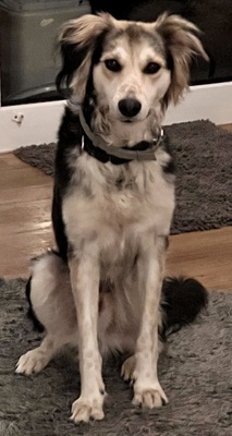 Cooper, Taigan - Mix - Rüde