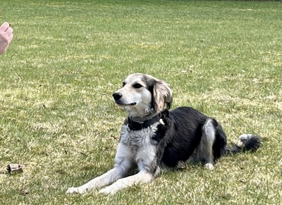Cooper, Taigan - Mix - Rüde