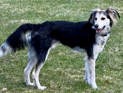 Cooper, Taigan - Mix - Rüde