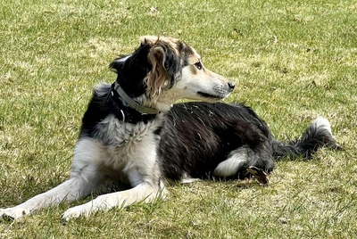 Cooper, Taigan - Mix - Rüde