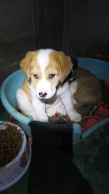 Cooper, Welpen - Rüde