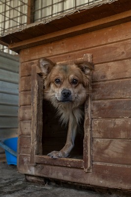 🐾 Cooper – der Gentleman auf langen Beinen sucht sein Dream-Team! 🐶