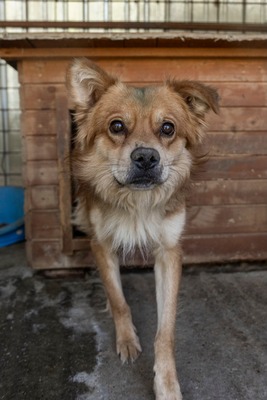 🐾 Cooper – der Gentleman auf langen Beinen sucht sein Dream-Team! 🐶, Mischling - Rüde