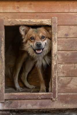 🐾 Cooper – der Gentleman auf langen Beinen sucht sein Dream-Team! 🐶, Mischling - Rüde