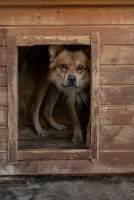 🐾 Cooper – der Gentleman auf langen Beinen sucht sein Dream-Team! 🐶, Mischling - Rüde