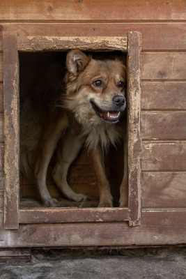🐾 Cooper – der Gentleman auf langen Beinen sucht sein Dream-Team! 🐶, Mischling - Rüde