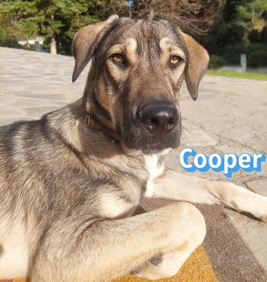 Cooper