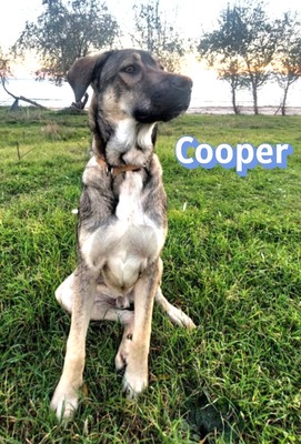 Cooper, griechischer Schäferhund - Rüde