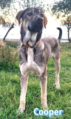Cooper, griechischer Schäferhund - Rüde