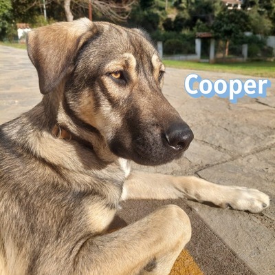 Cooper, griechischer Schäferhund - Rüde