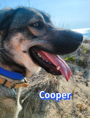 Cooper, griechischer Schäferhund - Rüde