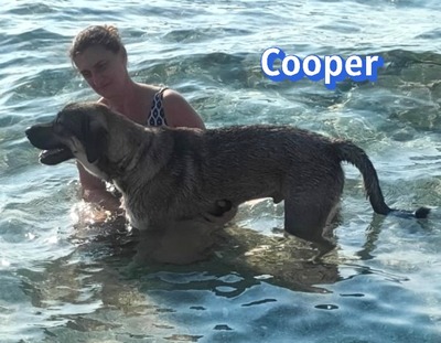 Cooper, griechischer Schäferhund - Rüde