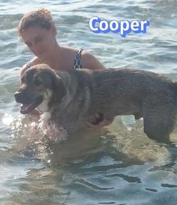 Cooper, griechischer Schäferhund - Rüde