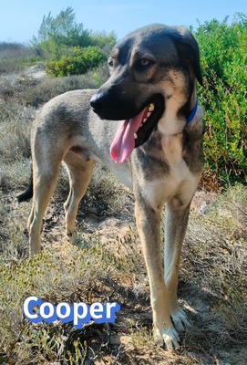 Cooper, griechischer Schäferhund - Rüde
