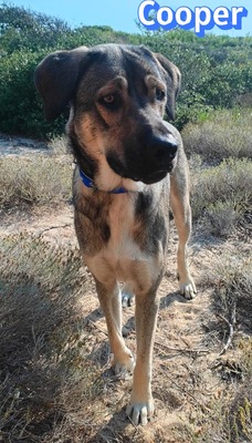 Cooper, griechischer Schäferhund - Rüde