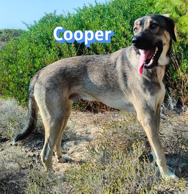Cooper, griechischer Schäferhund - Rüde