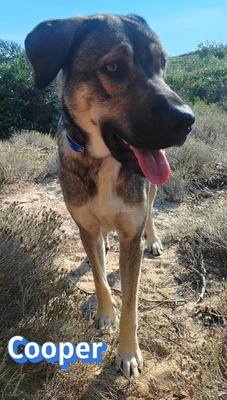 Cooper, griechischer Schäferhund - Rüde