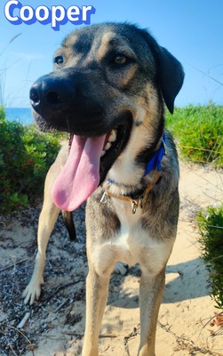 Cooper, griechischer Schäferhund - Rüde