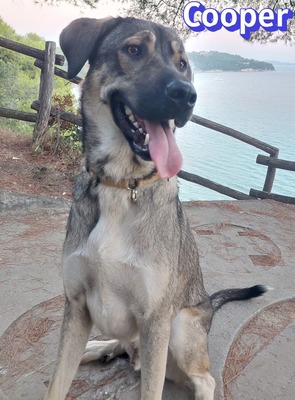 Cooper, griechischer Schäferhund - Rüde