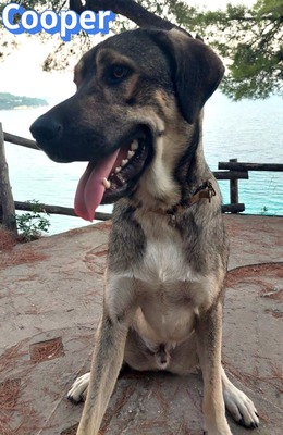 Cooper, griechischer Schäferhund - Rüde