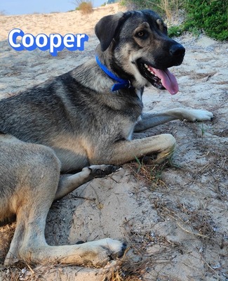 Cooper, griechischer Schäferhund - Rüde