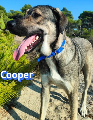 Cooper, griechischer Schäferhund - Rüde