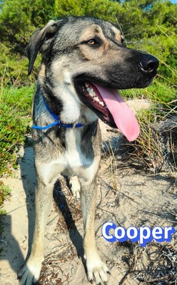 Cooper, griechischer Schäferhund - Rüde