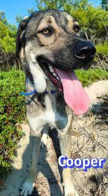 Cooper, griechischer Schäferhund - Rüde