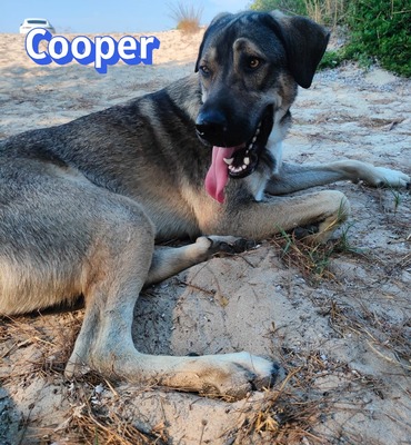 Cooper, griechischer Schäferhund - Rüde