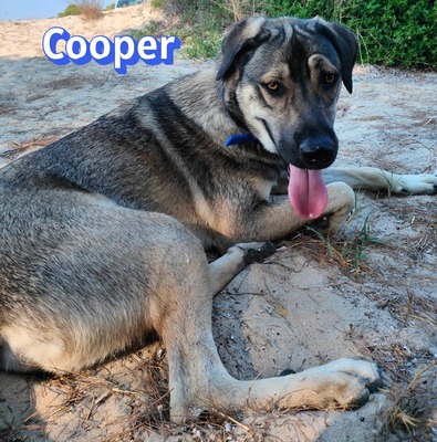 Cooper, griechischer Schäferhund - Rüde