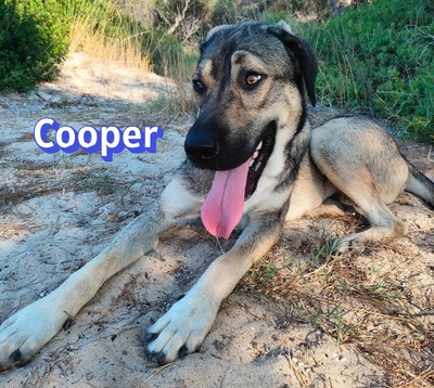 Cooper, griechischer Schäferhund - Rüde