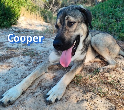 Cooper, griechischer Schäferhund - Rüde